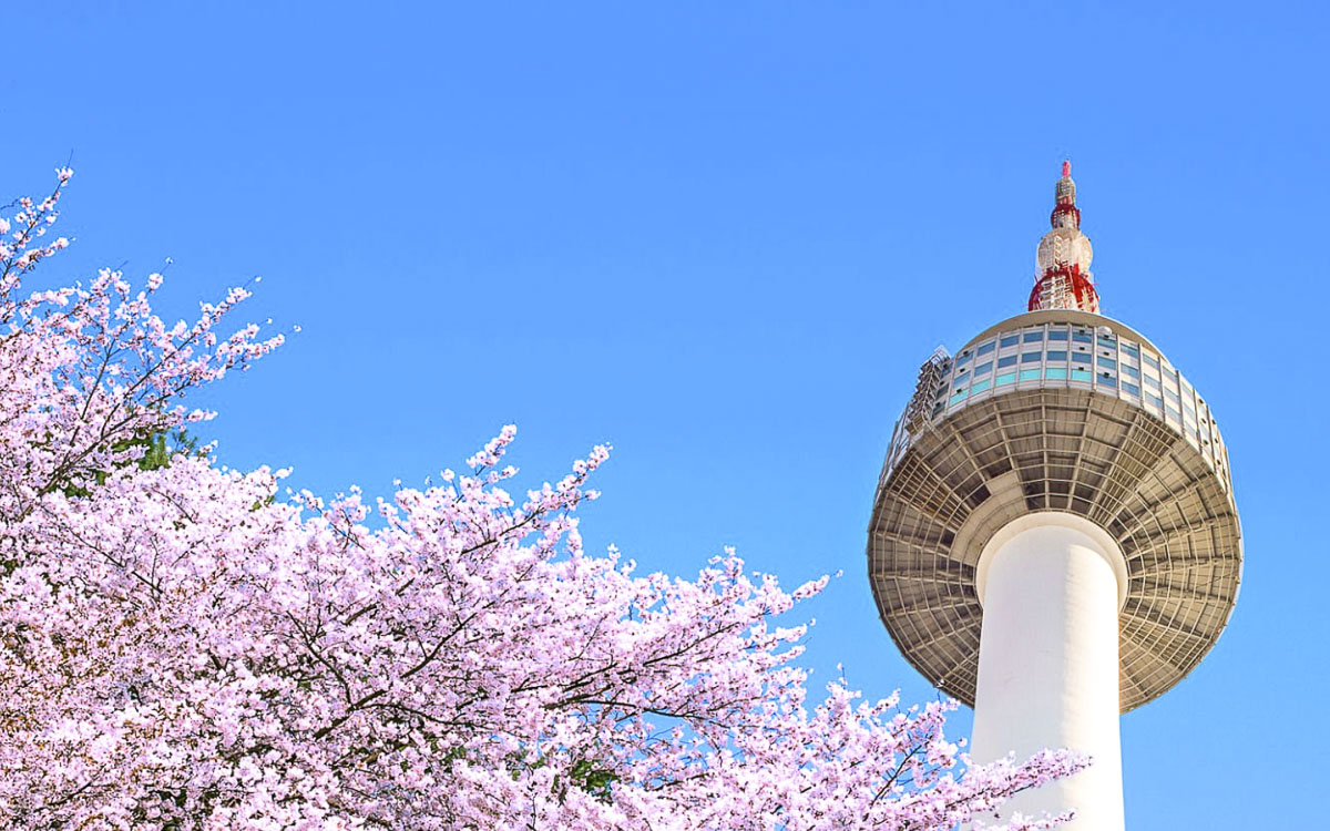 Cherry blossoms in the spring at N Seoul Tower